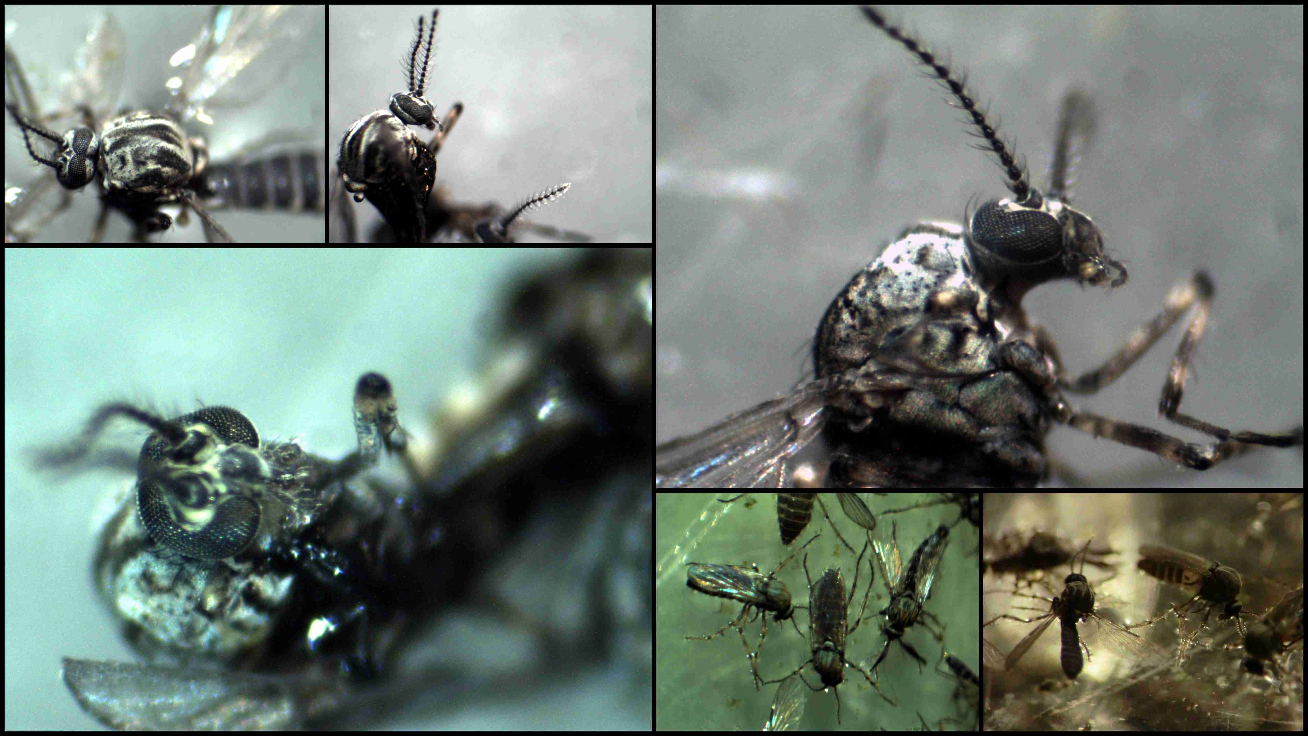 Pupe e adulti di Ceratopogonidae